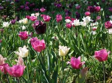 Tulpenwiese im Hermannshof Weinheim