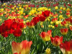 Tulpenwiese im Hermannshof Weinheim