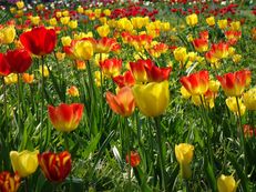 Tulpenwiese im Hermannshof Weinheim