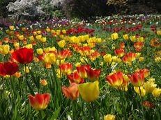 Tulpenwiese im Hermannshof Weinheim