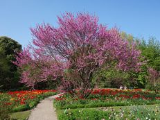 Vorschau: DSC01204_A_Judasbaum__Cercis_siliquastrum_g