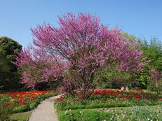 Judasbaum - Cercis siliquastrum