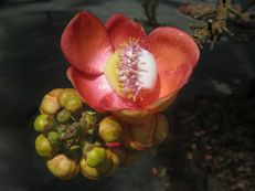 Kanonenkugelbaumblüte - Couroupita guianensis