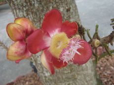 Kanonenkugelbaumblüte - Couroupita guianensis