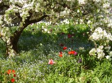 Frühling unterm Zierapfelbaum