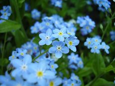 Vorschau: P4200033_Vergissmeinnicht__Myosotis_g