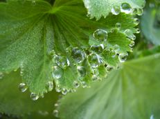 Vorschau: P5080101_Frauenmantel__Alchemilla_g