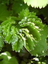 Vorschau: P5080106_Frauenmantel__Alchemilla_g