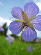 Wiesen-Storchschnabel - Geranium pratense