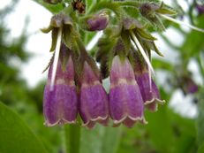 Vorschau: P6050071_Beinwellbluete__Symphytum_officinale_g