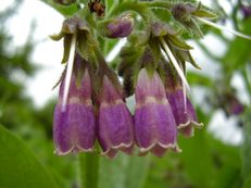 Beinwellblüte - Symphytum officinale