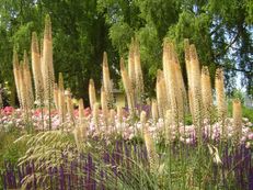 Steppenkerzen - Eremurus species