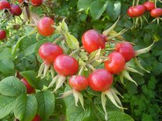 Kartoffel-Rose - Rosa rugosa