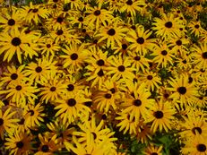 Gewöhnlicher Sonnenhut - Rudbeckia fulgida