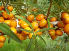 Sanddorn - Hippophae rhamnoides