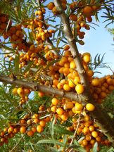 Sanddorn - Hippophae rhamnoides