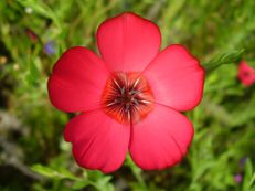 Roter Lein - Linum grandiflorum