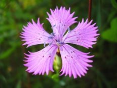 Nelke - Dianthus giganteiformis