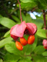 Großfrüchtiges Pfaffenhütchen - Euonymus planipes