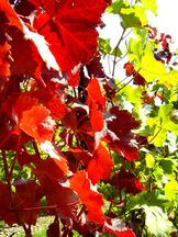 Weinlaub im September