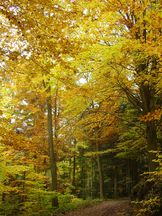 Vorschau: PA300015_Herbst_im_Buchenwald_g