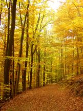 Herbstweg unter Rotbuchen