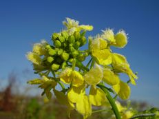 Vorschau: PC010196_Gelbsenf__Sinapis_alba_g