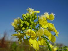 Vorschau: PC010196_Gelbsenf__Sinapis_alba_g