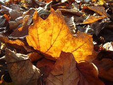 Ahornblatt im Herbstlicht