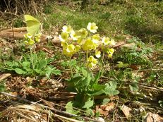 Vorschau: 20190331_151229_Schluesselblume_und_Zitronenfalter_g