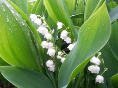 Vorschau: 20190426_174738_A_Maigloeckchen__Convallaria_majalis_g