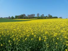 Rapsfeld im Kraichgau IV