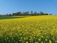 Rapsfeld im Kraichgau III