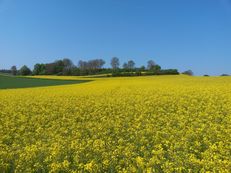 Vorschau: 20190501_105159_Rapsfeld_im_Kraichgau_II_g