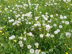 Pusteblumenwiese