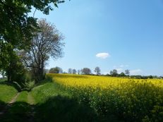 Vorschau: 20190501_142147_Rapsfeld_im_Kraichgau_V_g