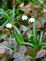 Märzenbecher - Leucojum vernum