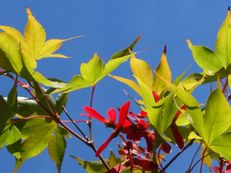 Japanischer Fächerahorn - Acer palmatum ‘Osakazuki’