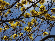 Silberner Trompetenbaum ‘Baum des Goldes’ - Tabebuia aurea