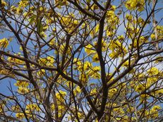 Silberner Trompetenbaum ‘Baum des Goldes’ - Tabebuia aurea