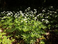 Vorschau: DSC03250_A_Waldmeister__Galium_odoratum_g