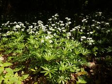 Waldmeister - Galium odoratum