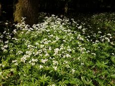 Waldmeister - Galium odoratum