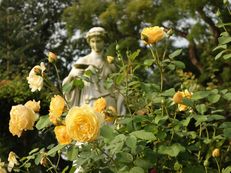 Rosengarten Insel Mainau