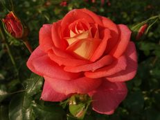 Vorschau: DSC03442_A_Rose__Rosa_species_g