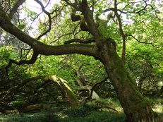 Trompetenbaum - Catalpa bignonioides