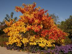 Fieberbaum