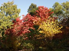 Vorschau: DSC03715_A_Herbstnachmittag_g