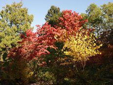 Herbstnachmittag