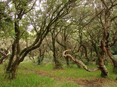 Im Lorbeerwald III